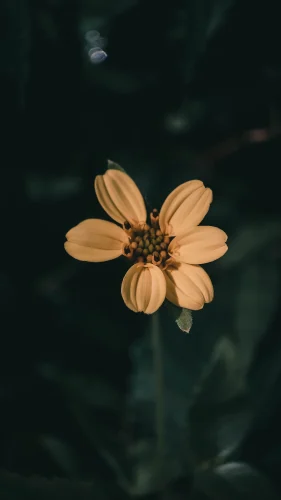 Hình nền điện thoại 70