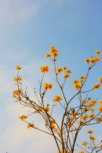 Hình nền điện thoại 71