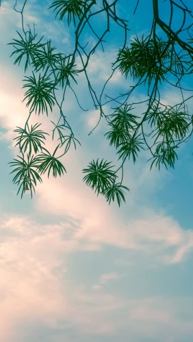 Hình nền điện thoại 82