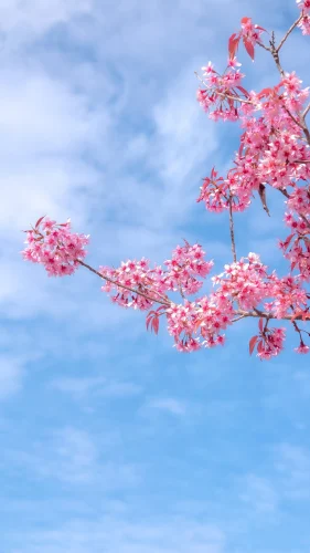 Hình nền điện thoại 94