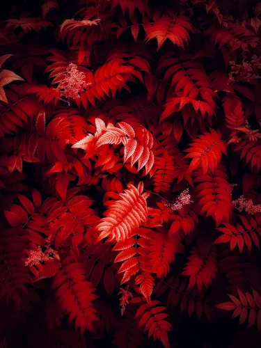 Hình nền đỏ 6