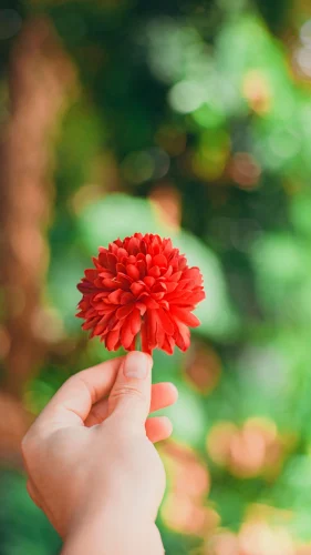 Hình nền đỏ 61