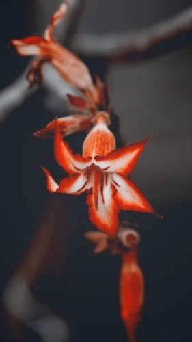 Hình nền đỏ 87