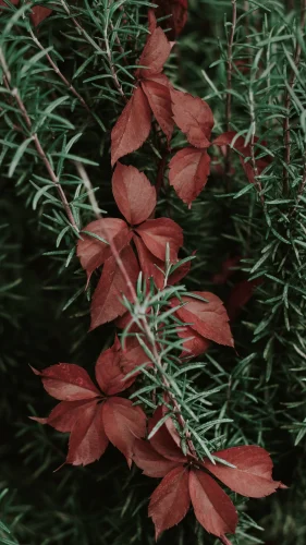 Hình nền đỏ 94