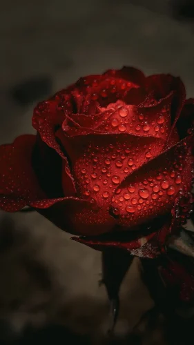 Hình nền đỏ 108
