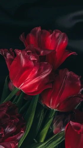Hình nền đỏ 114
