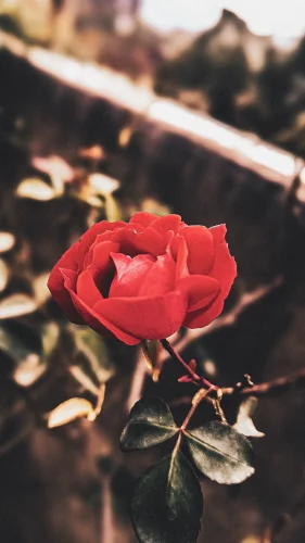 Hình nền đỏ 115