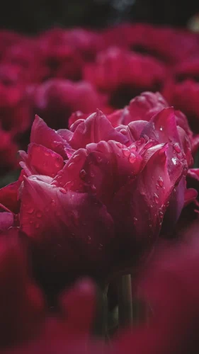 Hình nền đỏ 118