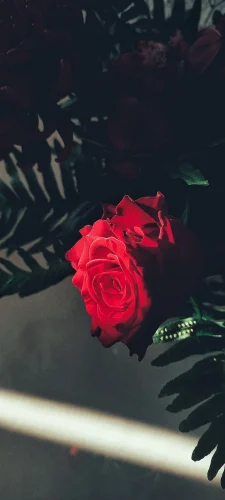 Hình nền đỏ 122