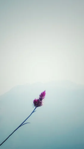 Hình nền dọc 44
