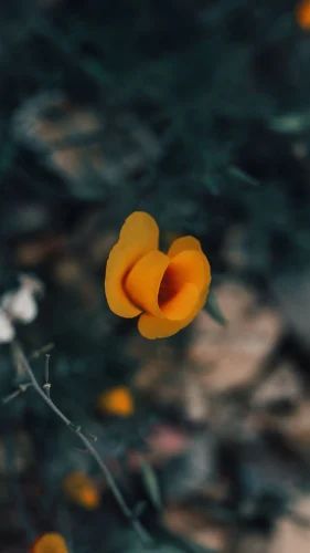 Hình nền dọc 85