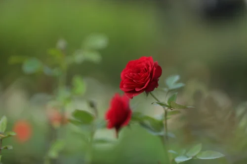 Hình nền Full HD 13