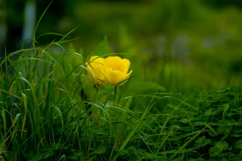 Hình nền Full HD 29