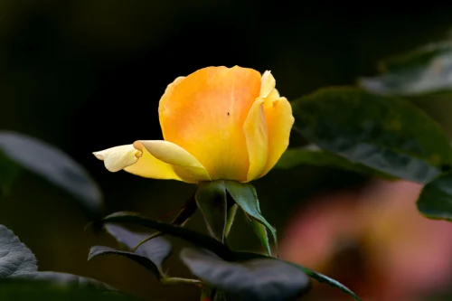 Hình nền Full HD 57