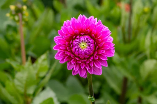 Hình nền Full HD 91
