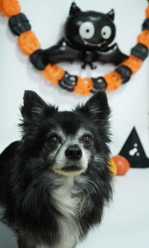 Hình nền Halloween 3
