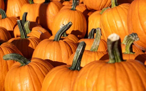 Hình nền Halloween 98