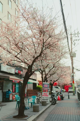 Hình nền Hàn Quốc 15
