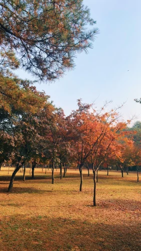 Hình nền Hàn Quốc 83