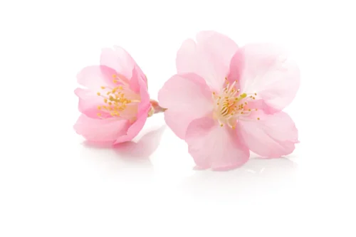 Hình nền hoa anh đào 12