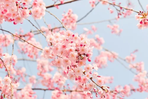 Hình nền hoa anh đào 15
