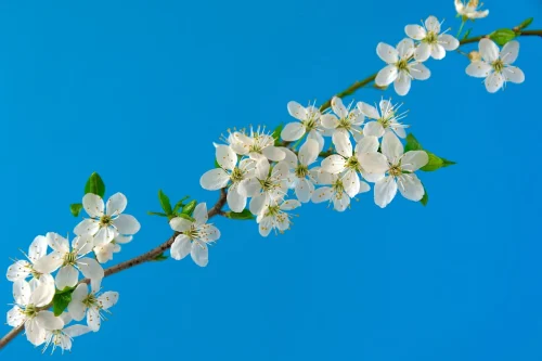 Hình nền hoa anh đào 17