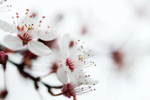 Hình nền hoa anh đào 25