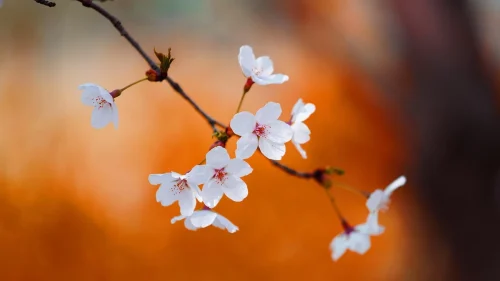 Hình nền hoa anh đào 27