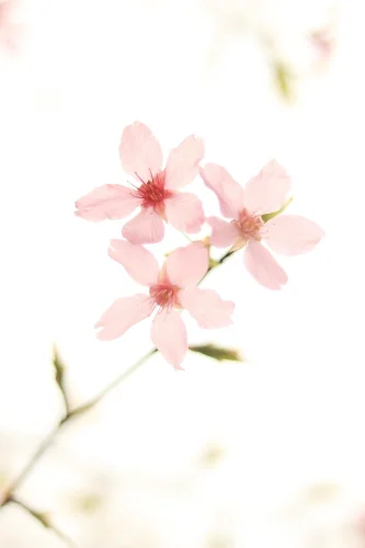 Hình nền hoa anh đào 5