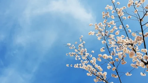 Hình nền hoa anh đào 47