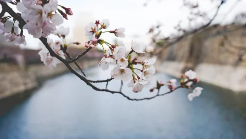 Hình nền hoa anh đào 48
