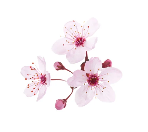 Hình nền hoa anh đào 3