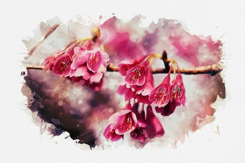Hình nền hoa anh đào 63