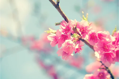 Hình nền hoa anh đào 64