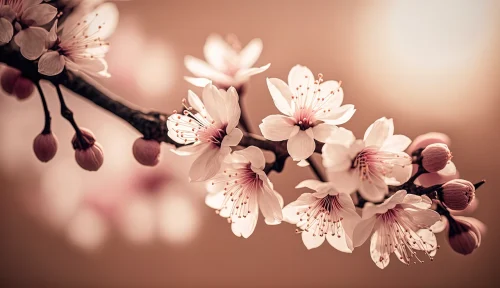 Hình nền hoa anh đào 71