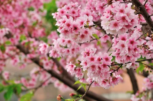 Hình nền hoa anh đào 72