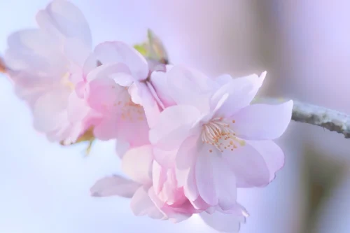 Hình nền hoa anh đào 94