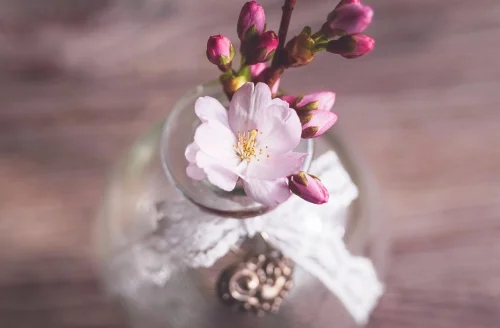 Hình nền hoa anh đào 104