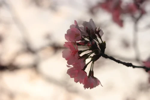Hình nền hoa anh đào 111
