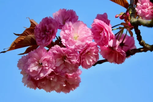 Hình nền hoa anh đào 116