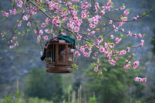 Hình nền hoa anh đào 125