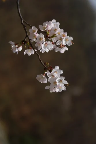 Hình nền hoa anh đào 23