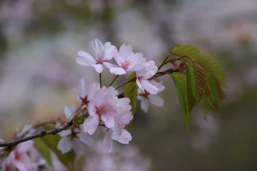 Hình nền hoa anh đào 145