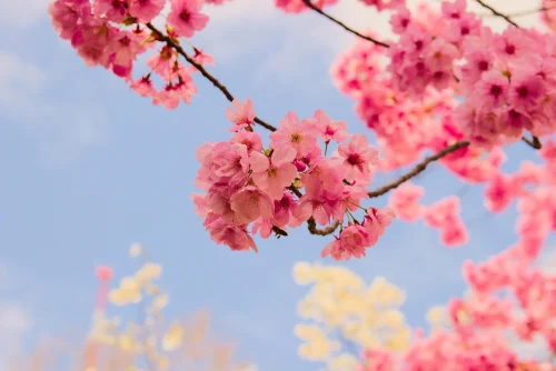 Hình nền hoa anh đào 162