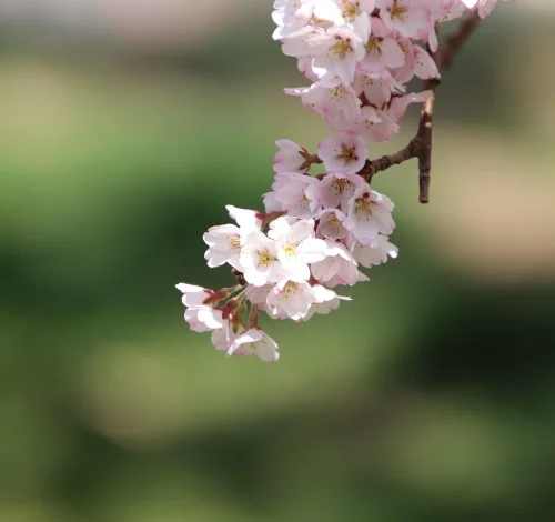 Hình nền hoa anh đào 9