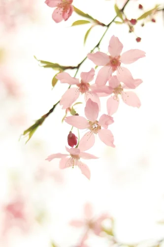 Hình nền hoa anh đào 35