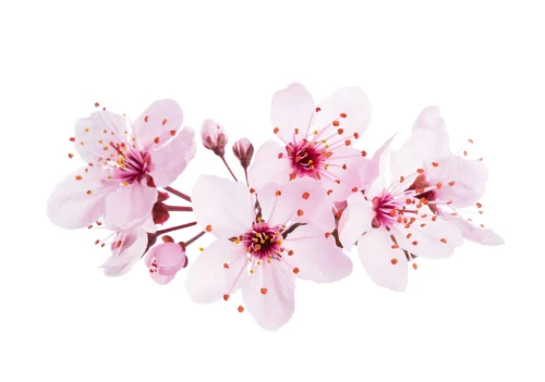 Hình nền hoa anh đào 200