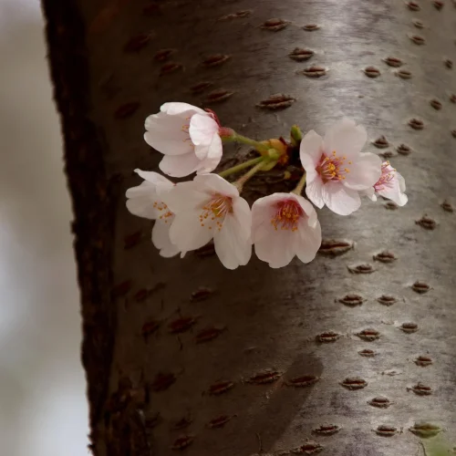 Hình nền hoa anh đào 16