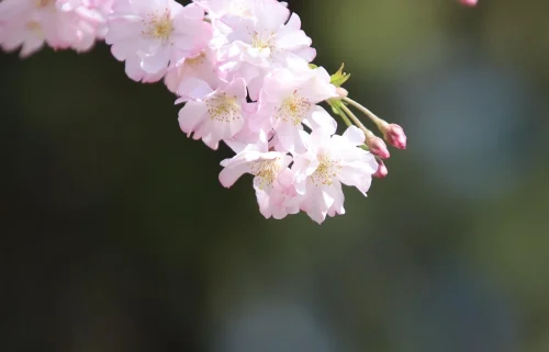 Hình nền hoa anh đào 214