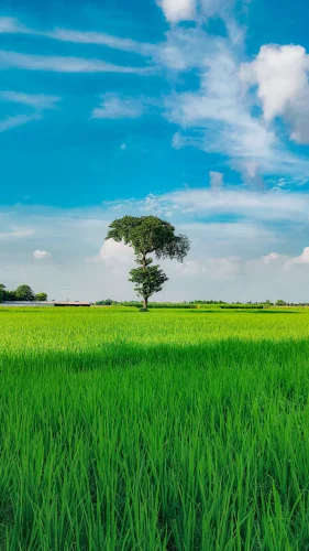 Hình nền hoa 2